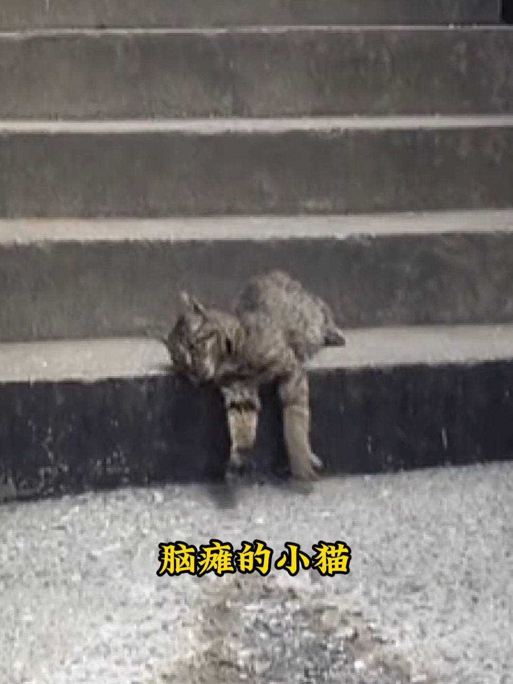 小猫被怀疑偷吃鱼,被摊主打成重伤,受伤严重的它依旧顽强讨生活