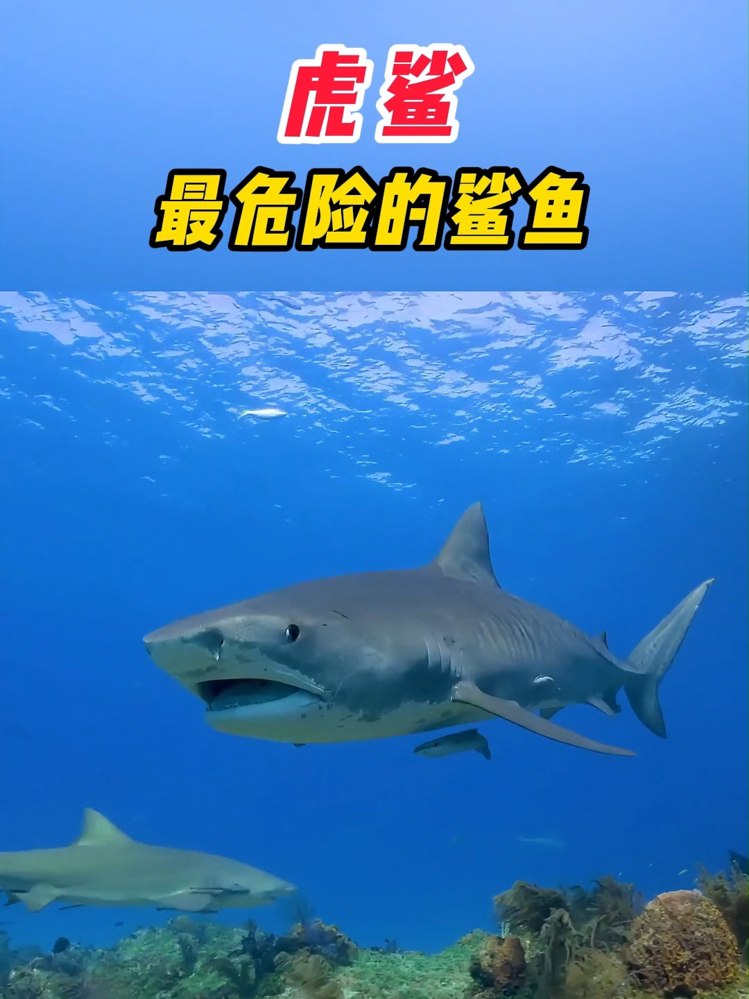 虎鲨,海洋里极其凶猛的生物,会翻白眼,从不挑食