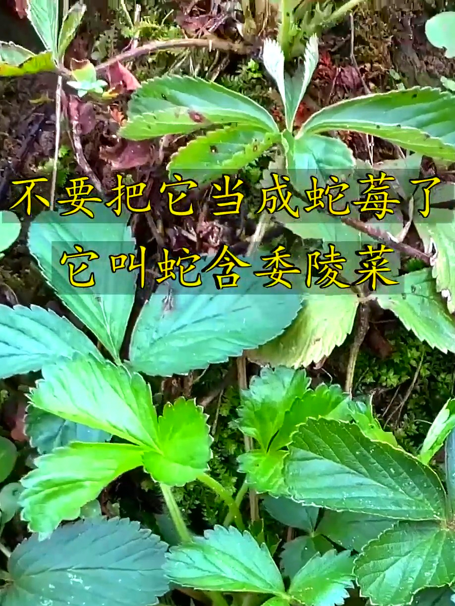 别认成蛇莓啦!这野草叫蛇含委陵菜,泡水清火还能缓嗓子疼
