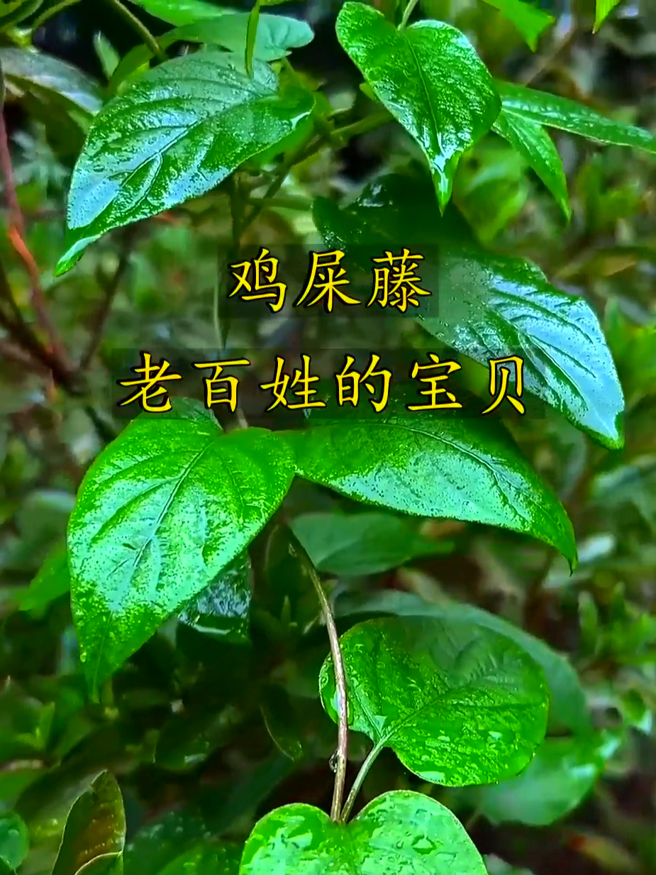 鸡屎藤超棒,能净化空气又好养,是中国民间十大常用本草之一