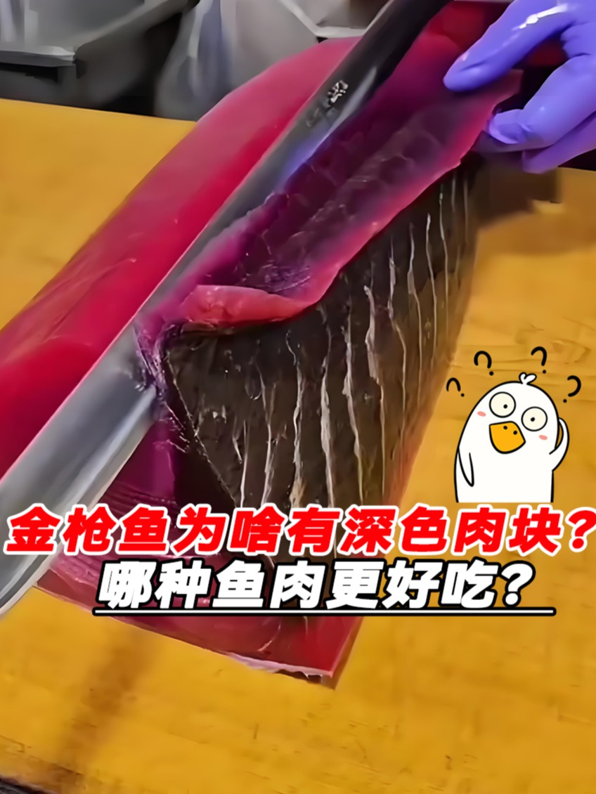 金枪鱼为什么有特殊的深色肉块?哪种鱼肉会更好吃呢?涨知识了