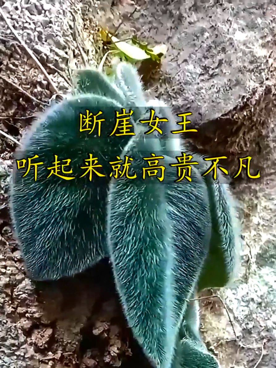 断崖女王超养眼,能装点家居净化空气,这种植物你的家乡有吗?