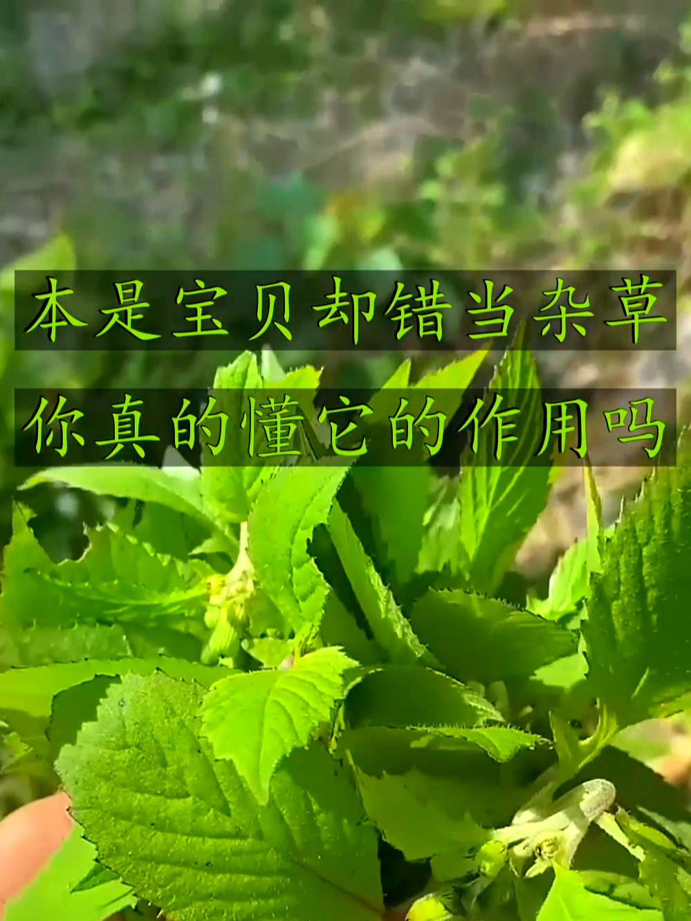 野茼蒿素有革命菜之称,营养足好处多,日常吃它超养人