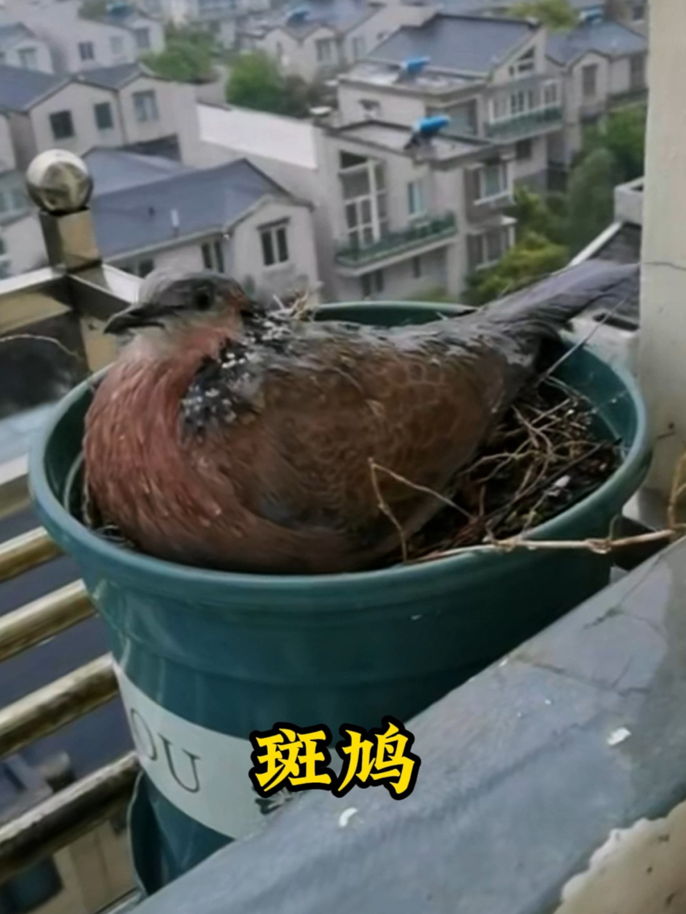 斑鸠躲雨来到人类的屋檐下,它在女孩的帮助下在这里安家繁衍后代