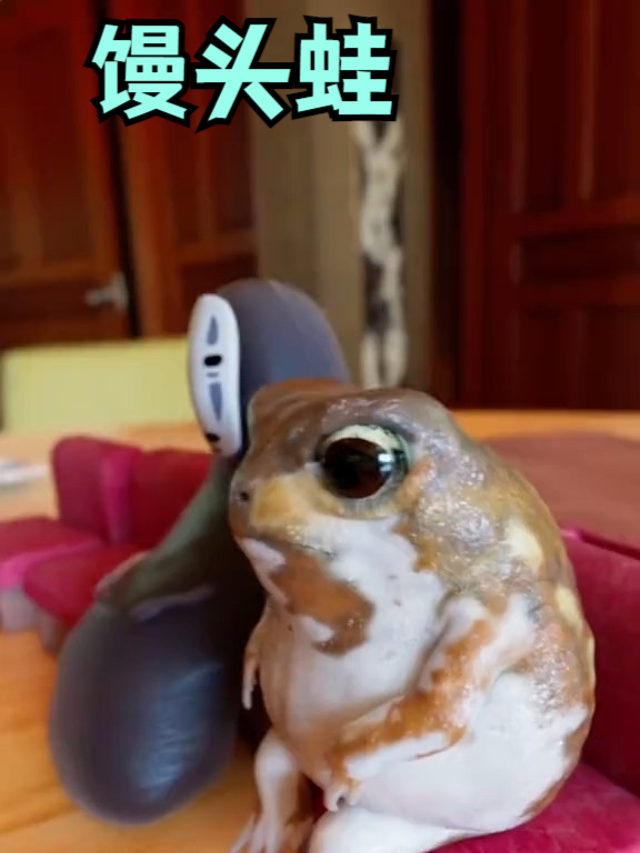 馒头蛙,有一点可爱的青蛙,就连舌头都是爱你的形状
