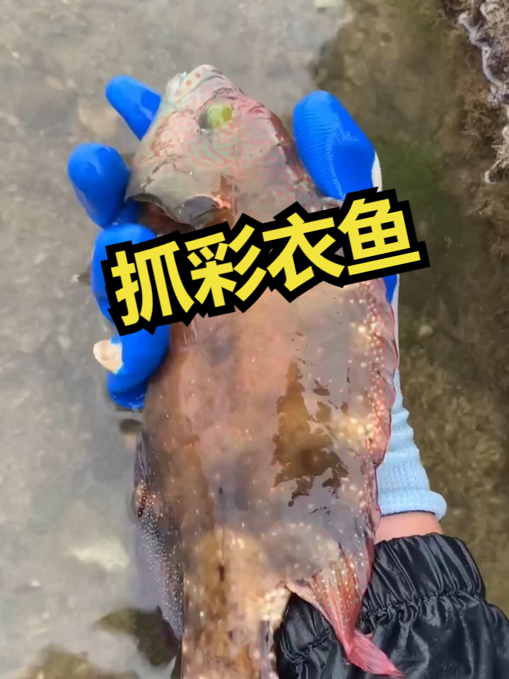 赶海觅食,抓彩衣鱼