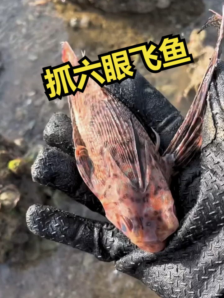 赶海觅食,抓六眼飞鱼