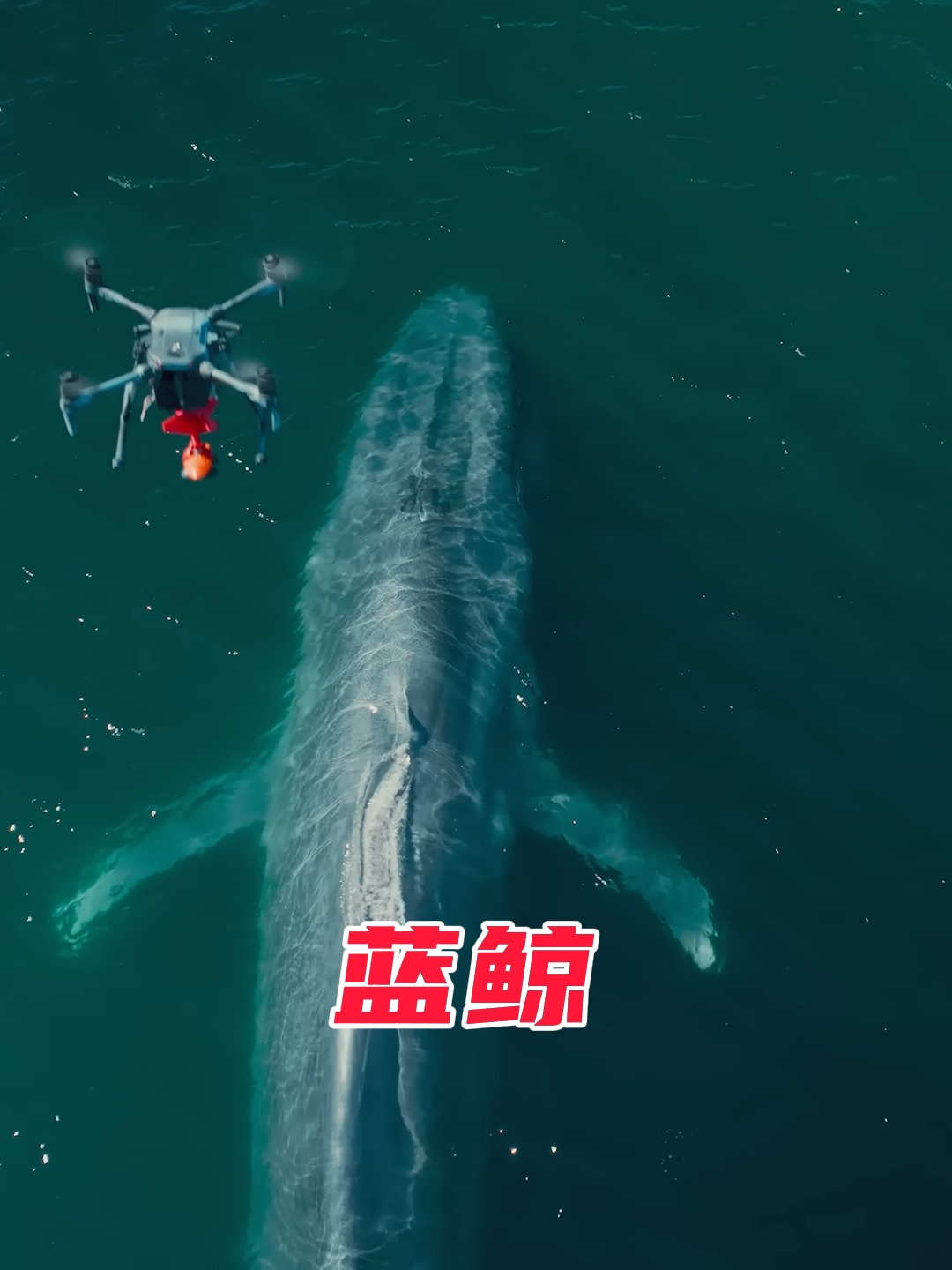 蓝鲸,地球上有史以来最大的动物,身长30米,体重200吨
