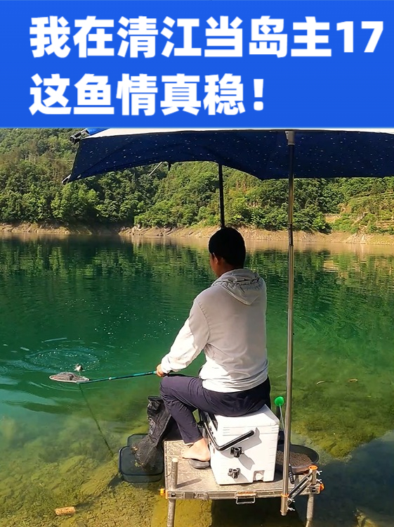 清江的鱼情不是一般的稳,钓深水就无鱼吃钩,钓浅水就是清尾鲴!