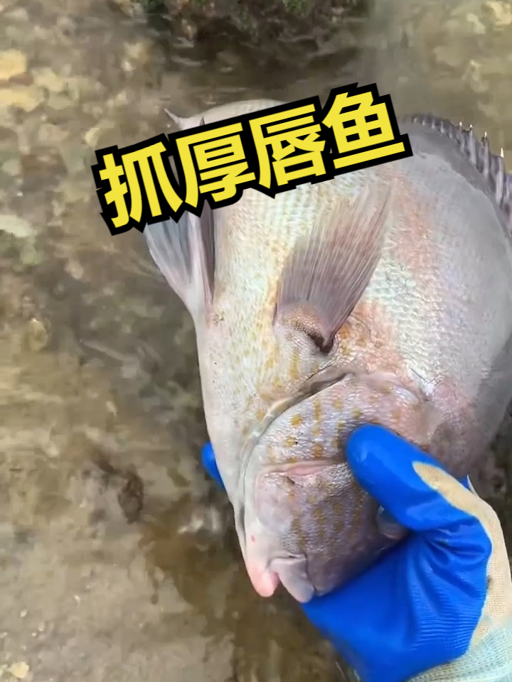 赶海觅食,抓厚唇鱼