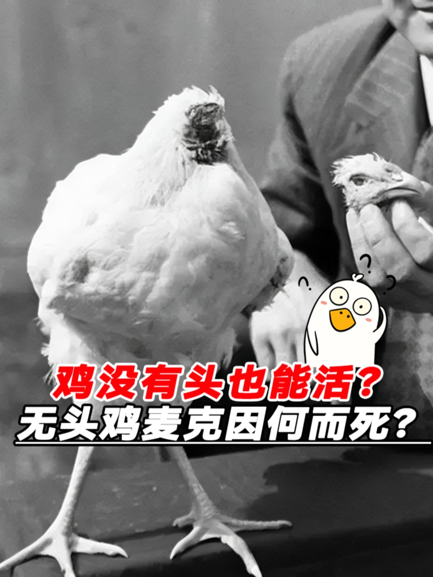 鸡没有头还能存活吗?闻名世界的无头鸡麦克因何而死?涨知识了