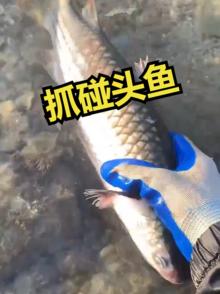 赶海觅食,抓碰头鱼