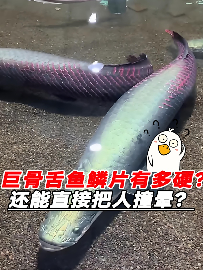 巨骨舌鱼的鳞片究竟有多硬?头部竟然还能直接把人撞晕!涨知识了