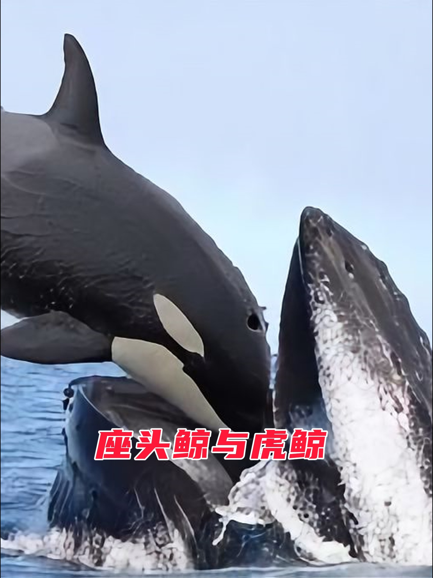 为什么座头鲸爱去干扰海洋霸主虎鲸狩猎