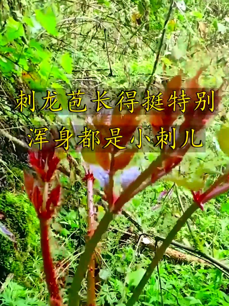 刺龙苞超牛气有山野菜之王美誉,还像树人参,吃它给身体补足劲
