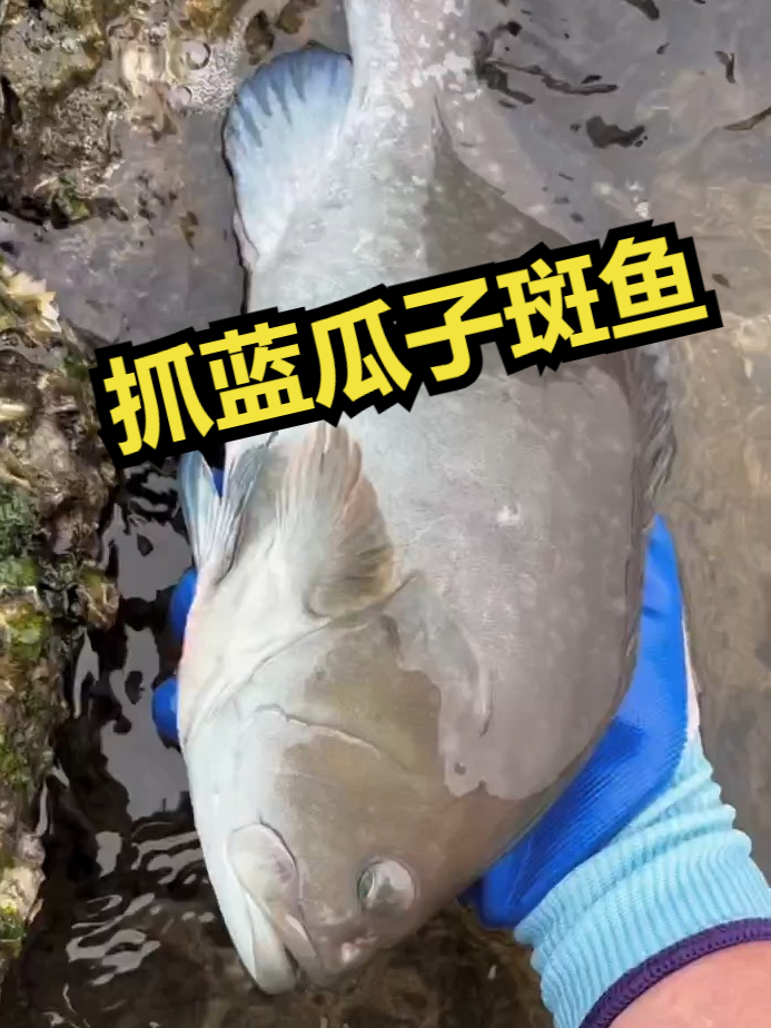 赶海觅食,抓蓝瓜子斑鱼