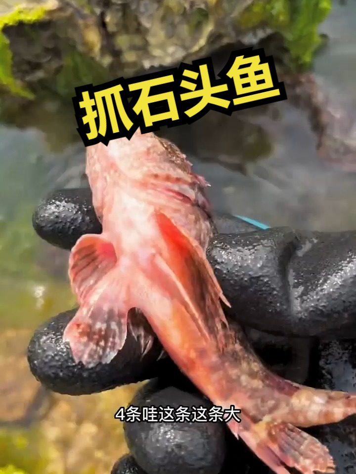 赶海觅食,抓石头鱼