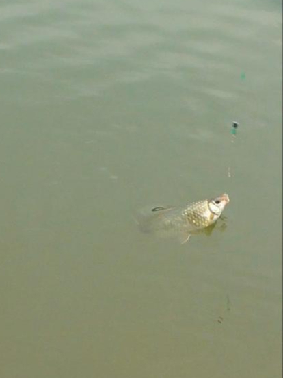 龟久了总会爆护,大雨过后西枝江底钓跑铅,狂拉大石鲮