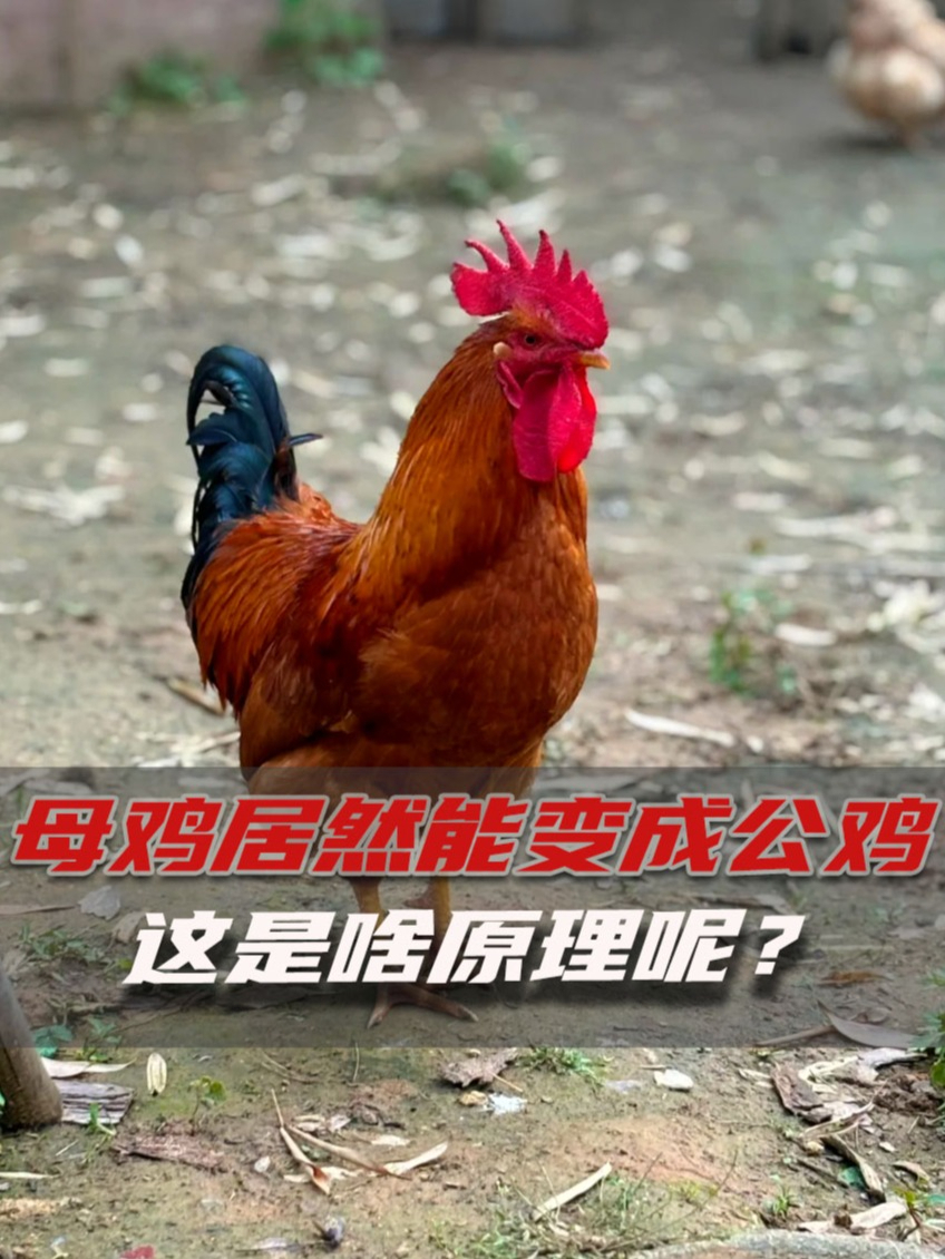 母鸡竟然能变成公鸡?变性之后还能不能有娃呢?涨知识了