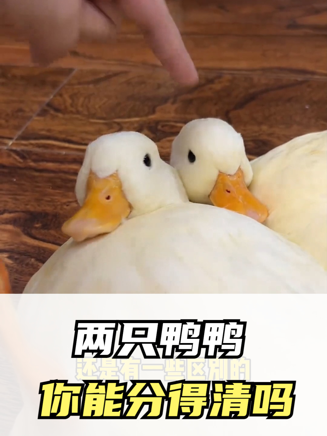 两只鸭鸭，你能分得清吗