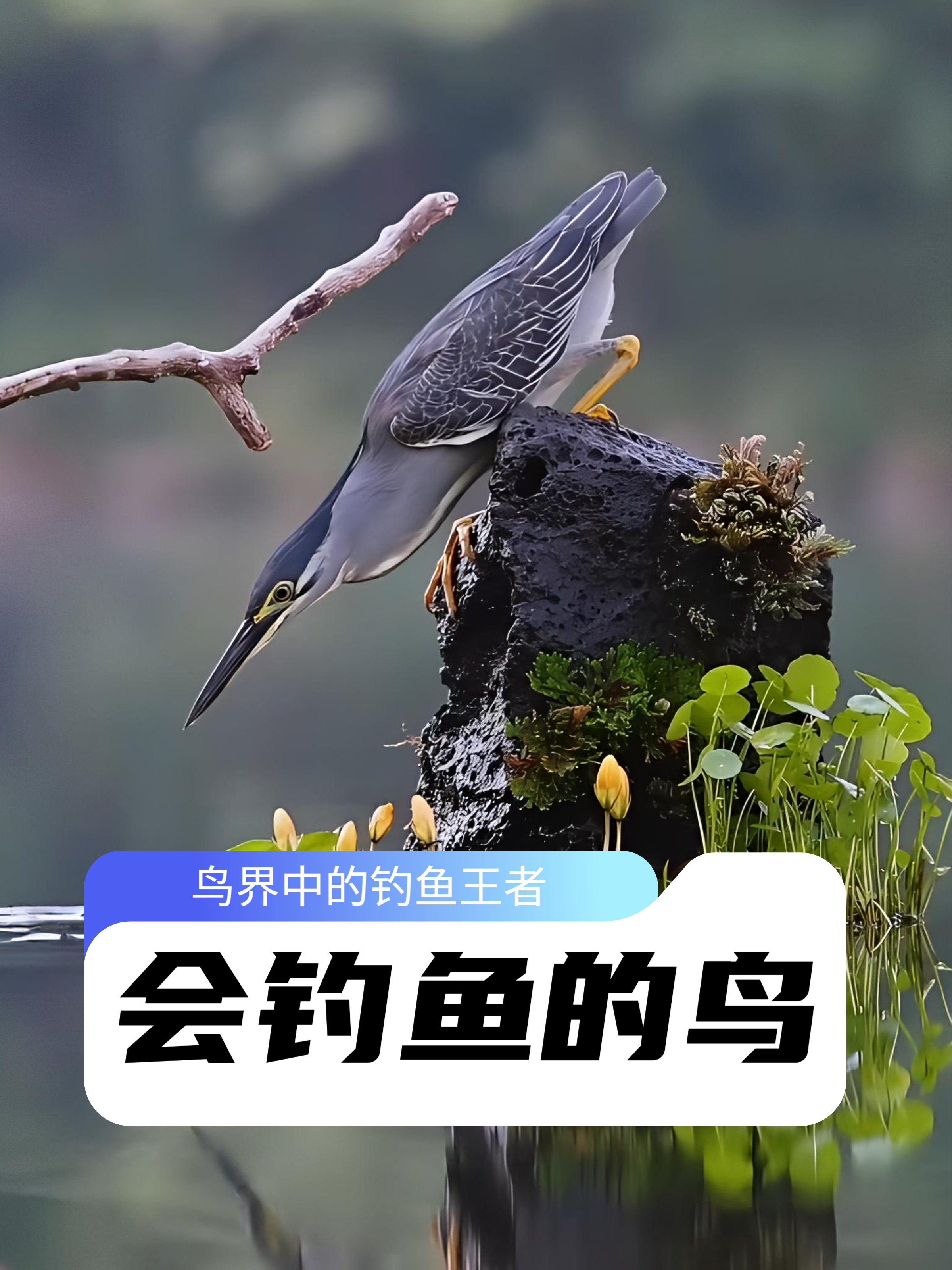 绿鹭：鸟界最强钓鱼王者，靠面包钓傻鱼，生活过得比你还滋润！