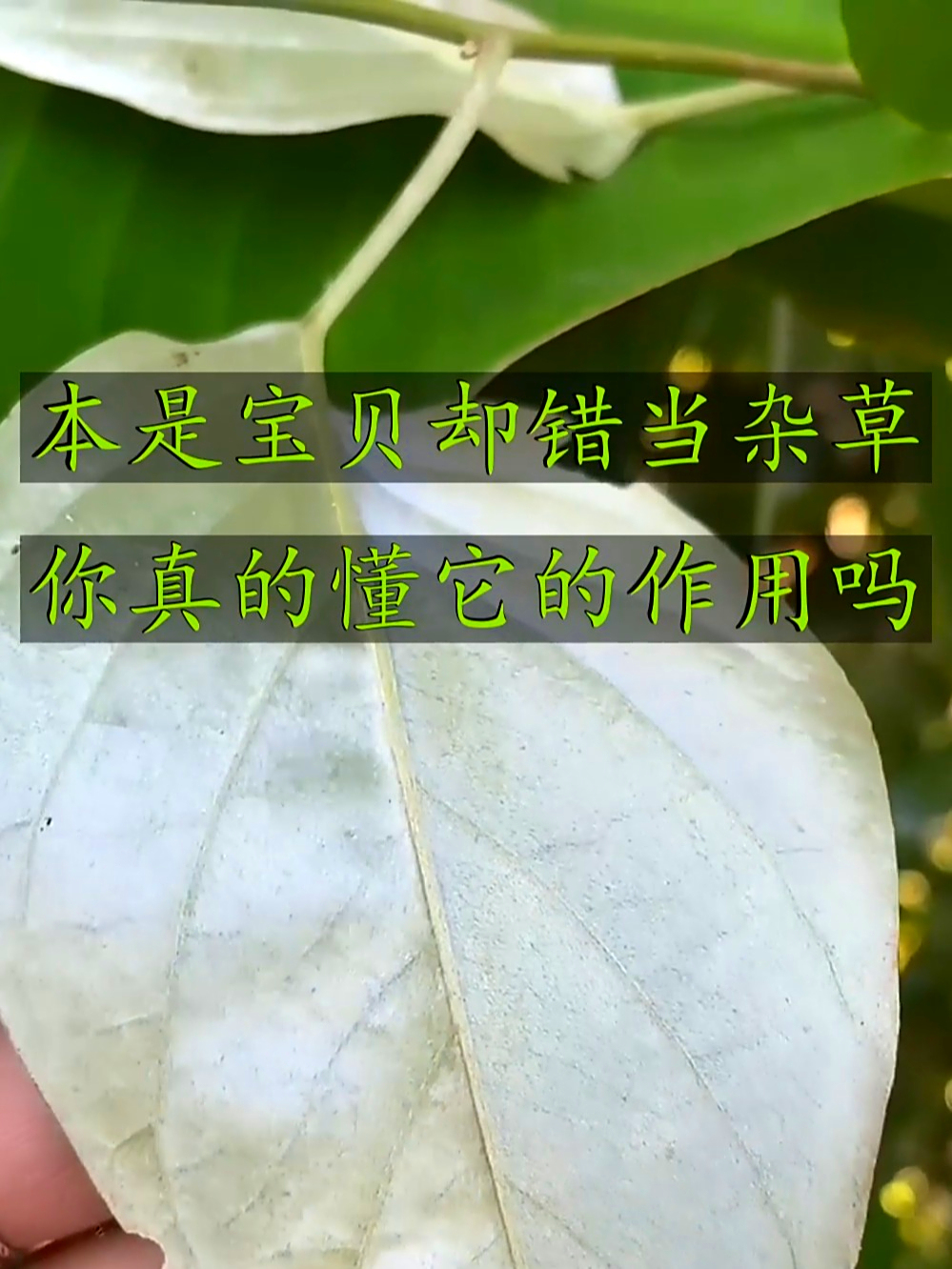白鹤藤也叫白面水鸡,能利湿消肿还助调理,快瞧瞧你认得不?
