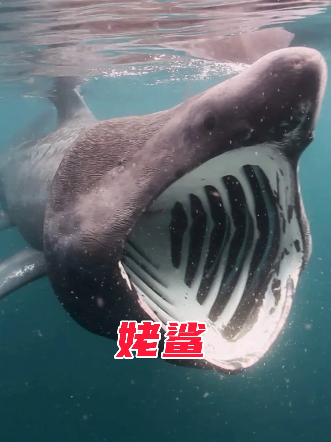 姥鲨,世界上第二大鱼类,外表凶猛实则很温顺