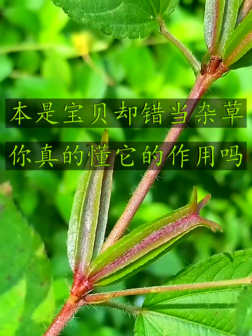 甜麻也叫针筒草,助身体舒坦有活力,快看看你认得不?