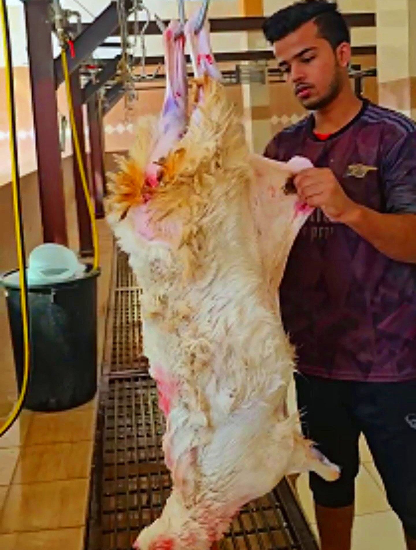 你知道中东人都是如何分割羊肉的吗?看起来很丝滑很解压,厉害了