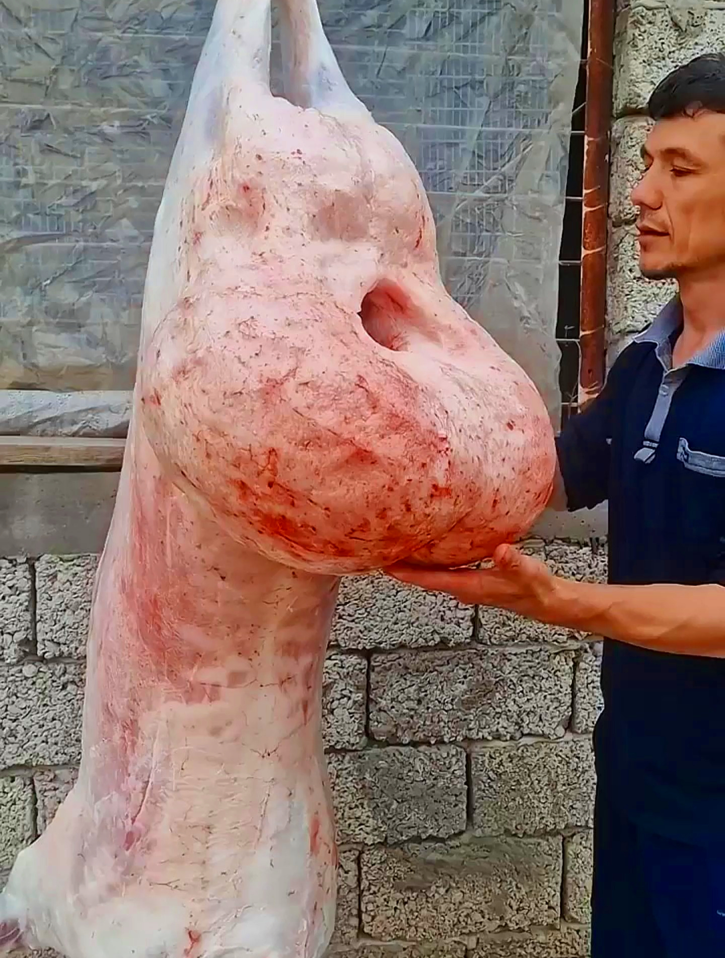 国外都是如何分割肥尾羊的,看起来很丝滑很解压啊