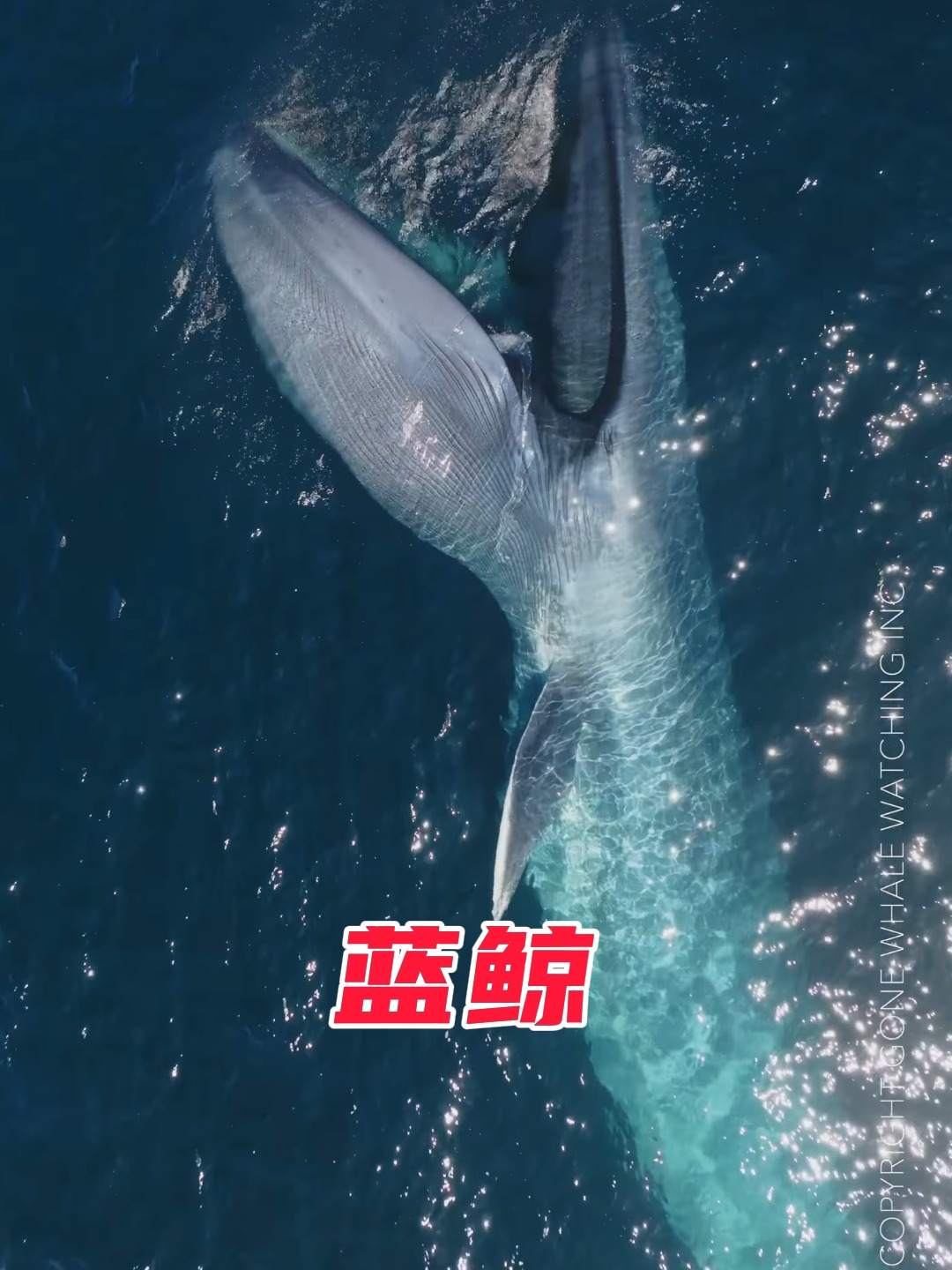 蓝鲸，地球上有史以来最大的动物，一出场震撼整个海洋