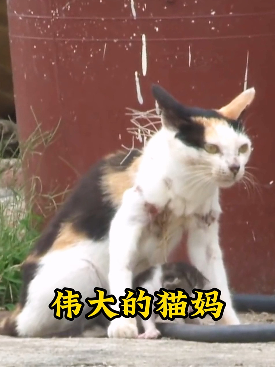 流浪猫偷吃小鱼干被渔网缠住，小猫被吊在猫妈妈的脖子上难以呼吸