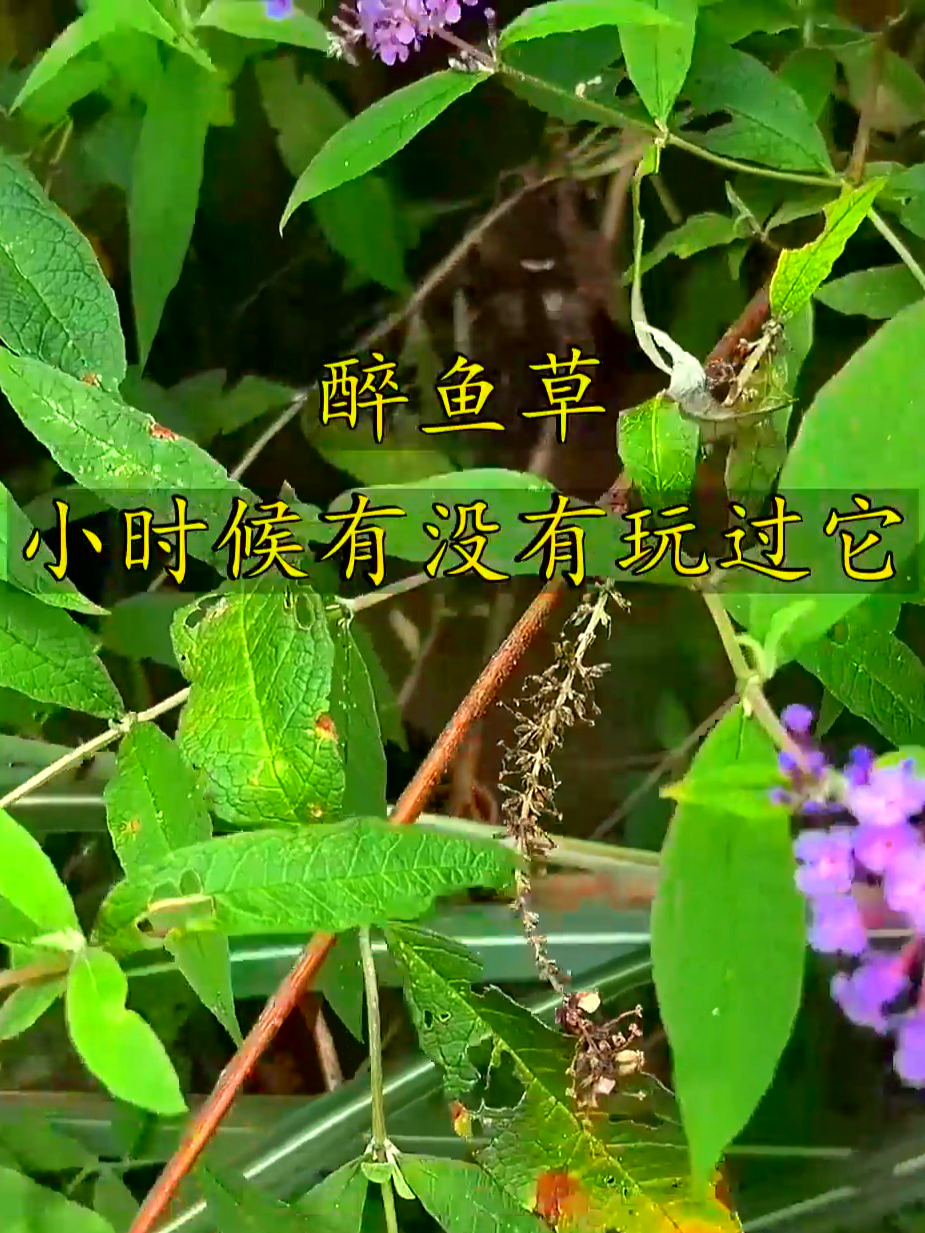 醉鱼草藏着自然小门道,有好处也有讲究,用时得留心可别瞎搞
