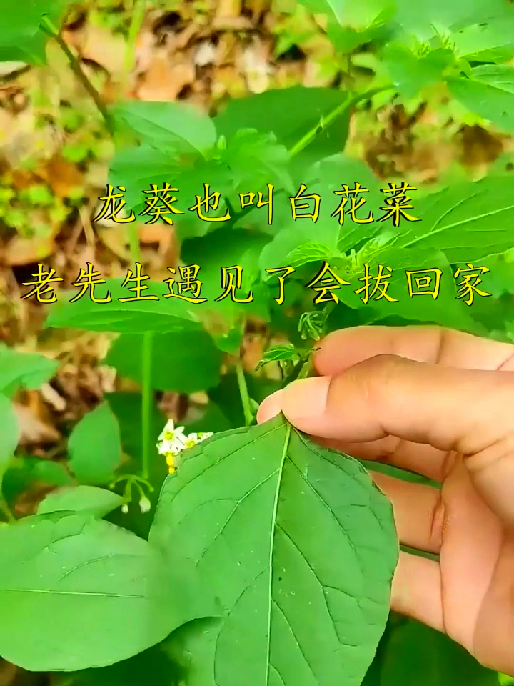龙葵也叫白花菜,村里老辈见着常拔回,这植物背后的门道你晓得不