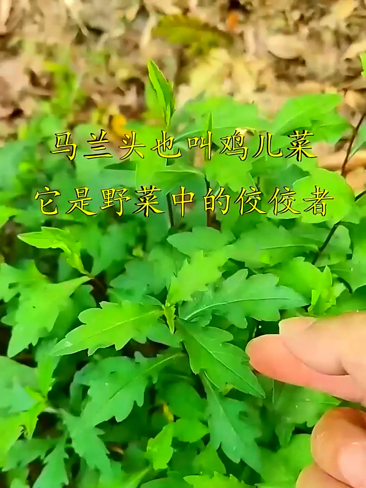 马兰头也叫鸡儿菜,野菜里它数一数二,好吃又有不少的益处
