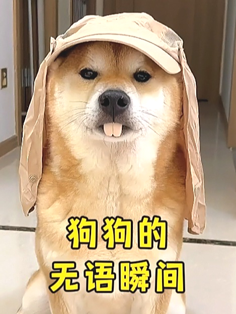 搞笑视频:看一遍笑一遍,盘点23个狗狗的无语瞬间