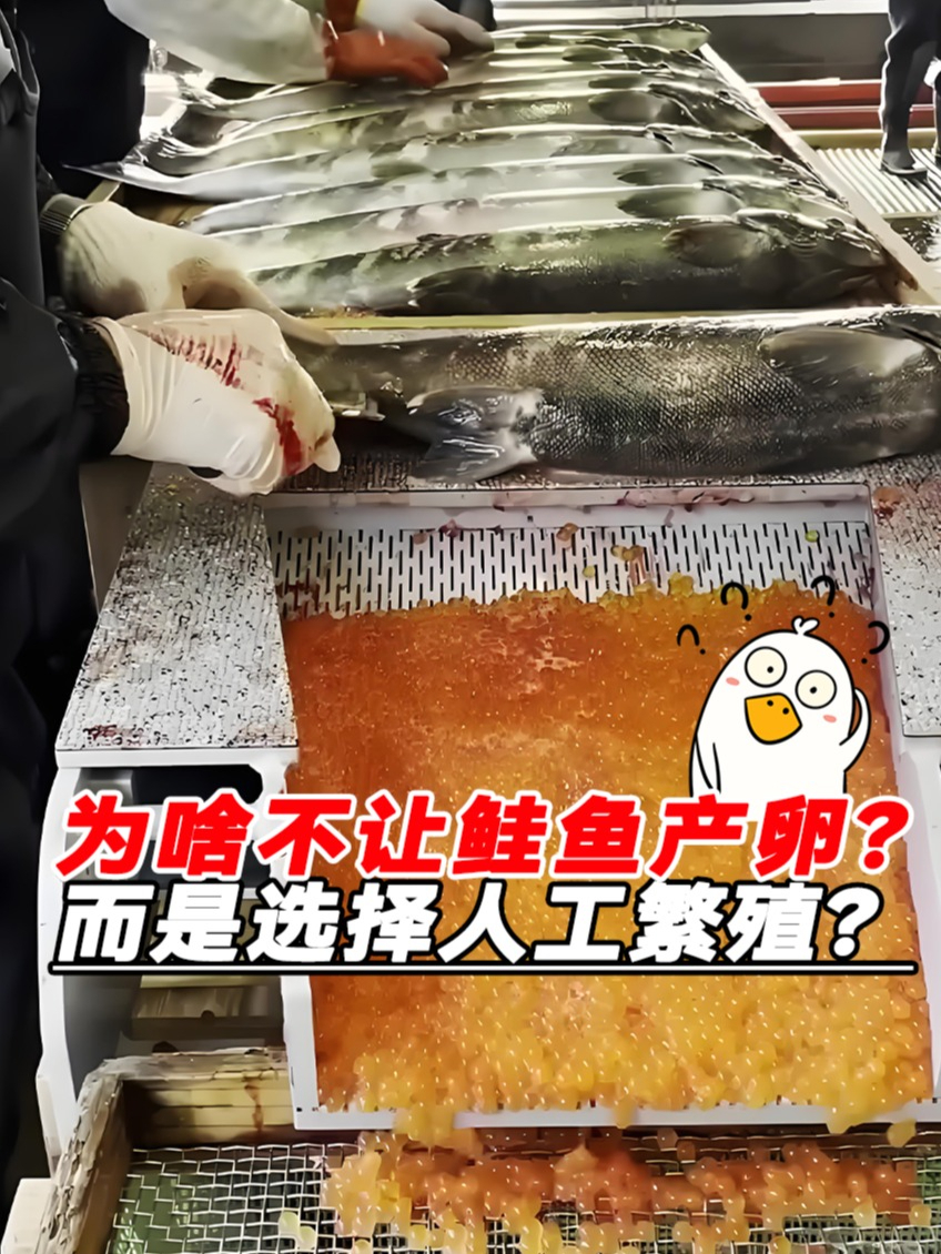为什么不能等鲑鱼自然产卵?而是杀鱼取卵人工繁殖?涨知识了