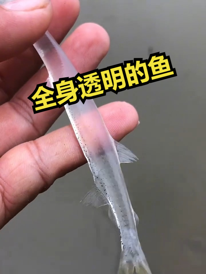 这条全身透明的鱼是什么鱼呢?
