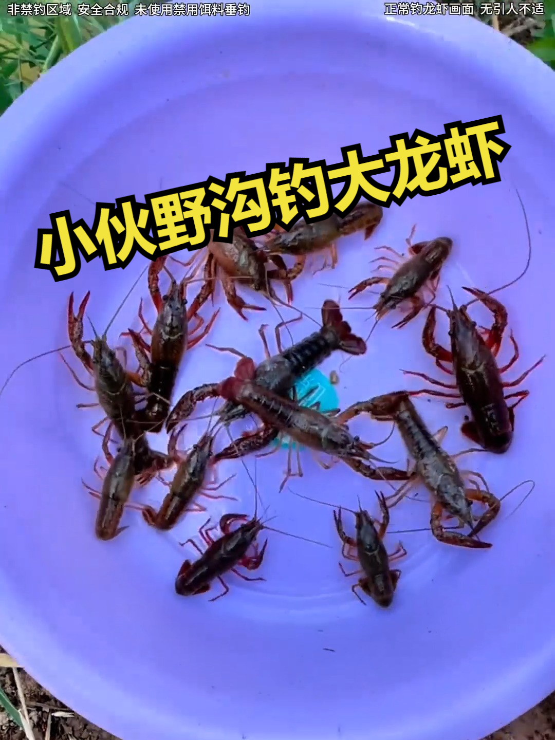 小伙野沟钓大龙虾
