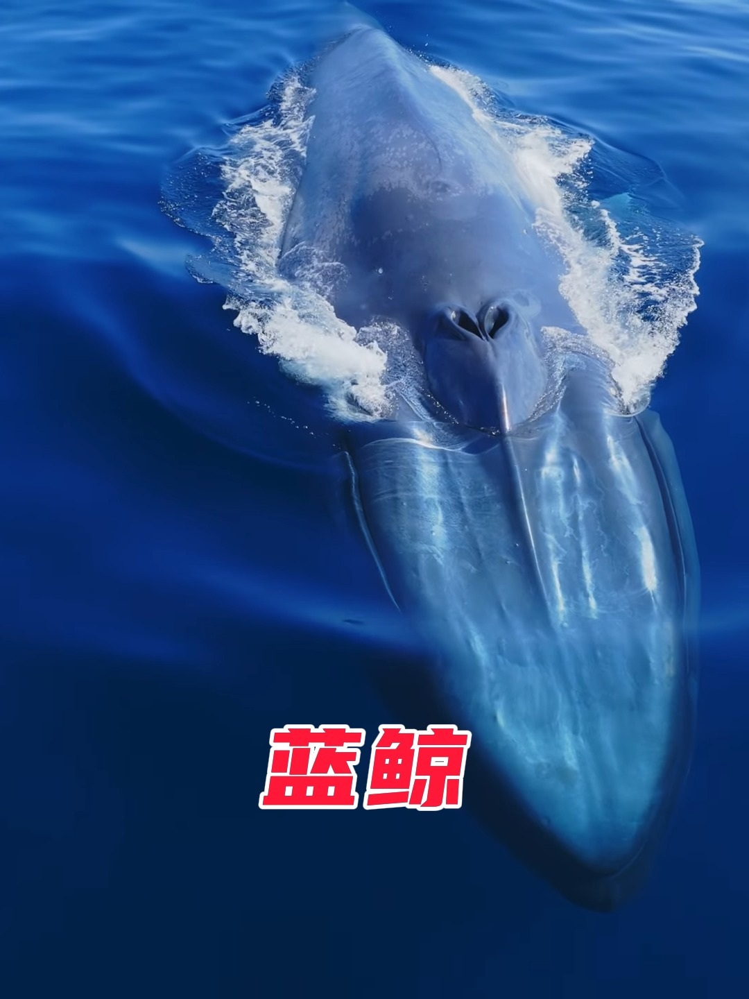 蓝鲸,地球上有史以来最大的动物,比史前任何恐龙都大