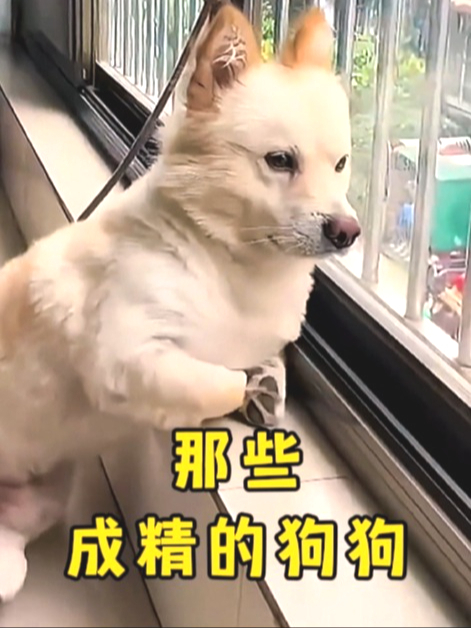 搞笑视频:盘点16个成精的狗狗,不送去上学真是可惜了