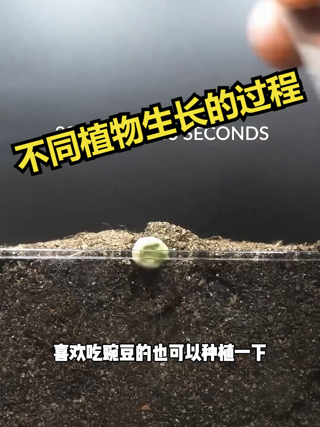不同植物生长的过程