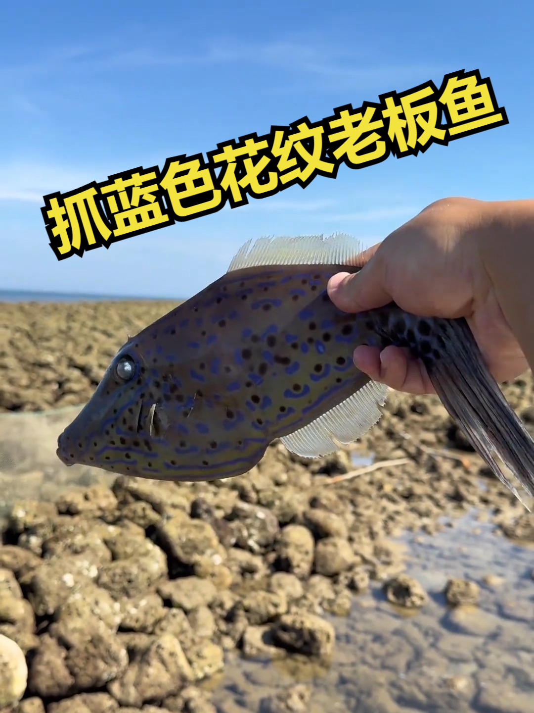 赶海觅食，抓蓝色花纹老板鱼