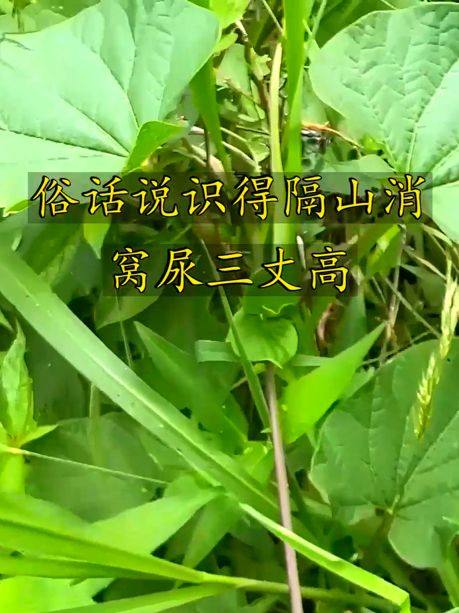 隔山消真是个宝,常吃助力排尿畅,身体轻松没烦恼
