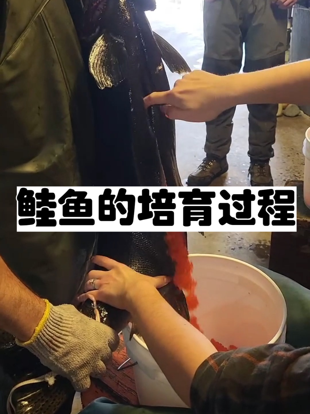 鲑鱼的培育过程