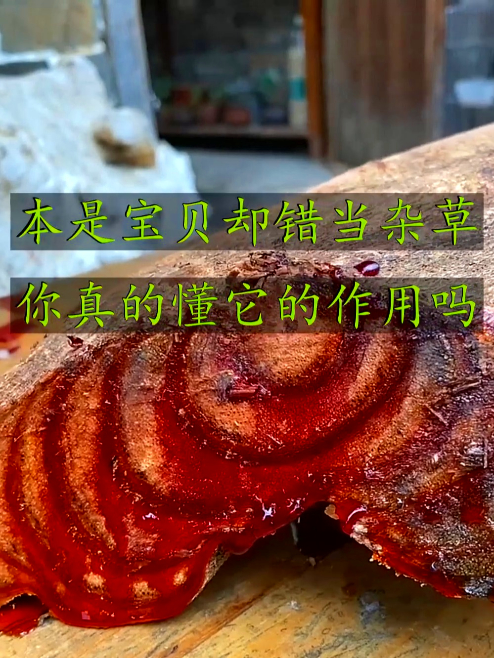 香花鸡血藤模样独特,能观赏还对身子调养有好处,看看你认识吗?