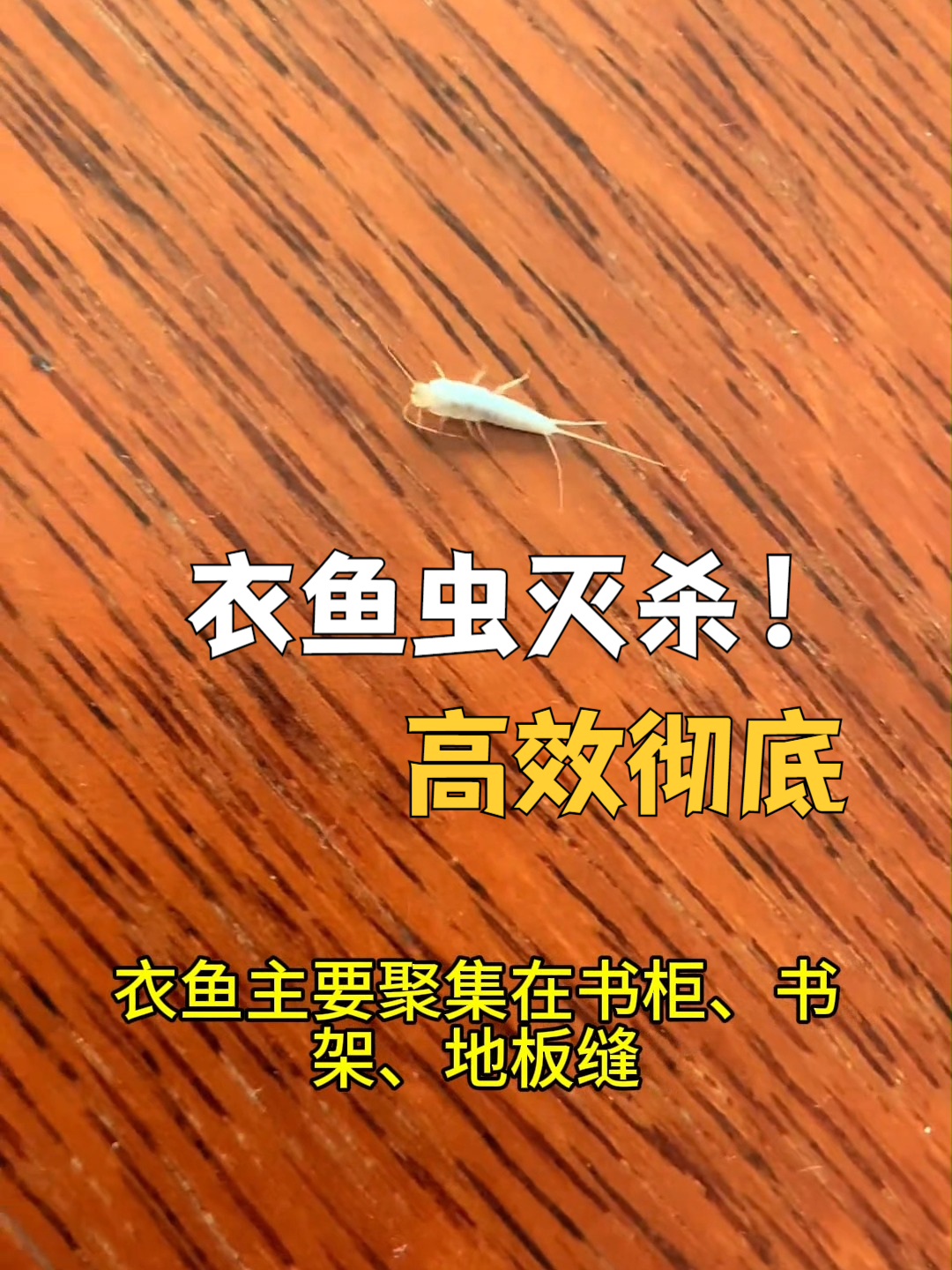 衣鱼虫杀手!喷完家里虫尸堆成山……(慎点)