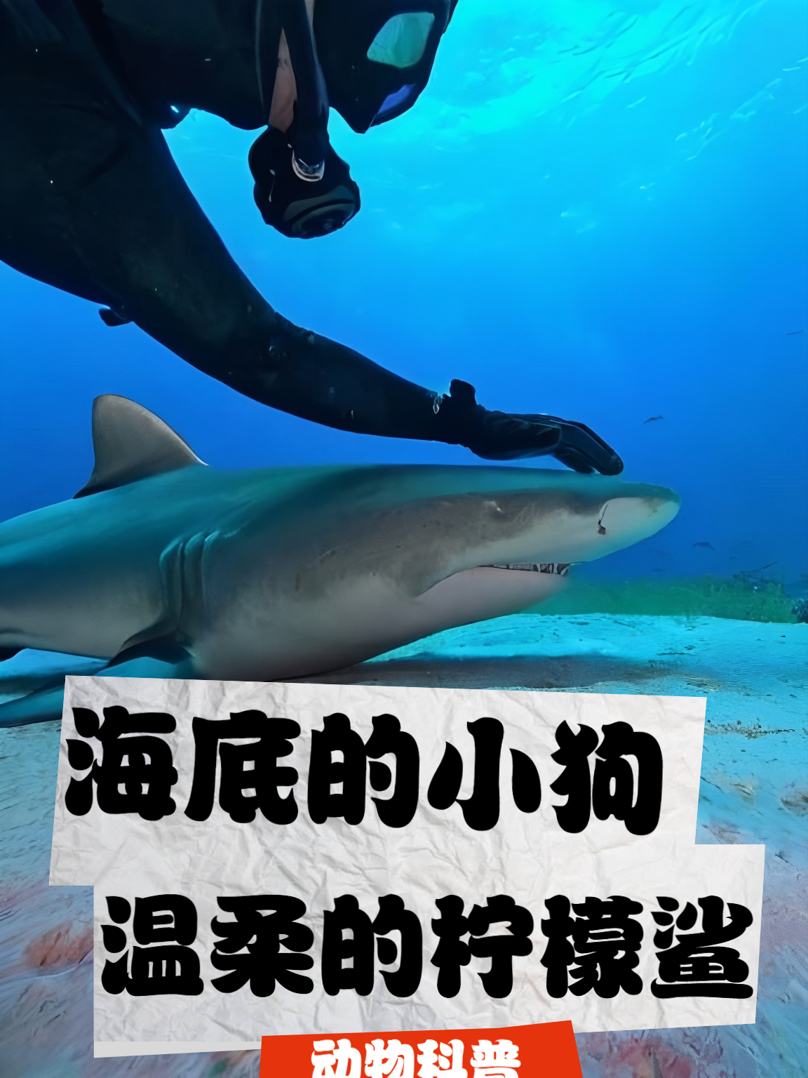 别再以为鲨鱼都是吃人狂魔!柠檬鲨居然喜欢被人摸,就像海底小狗