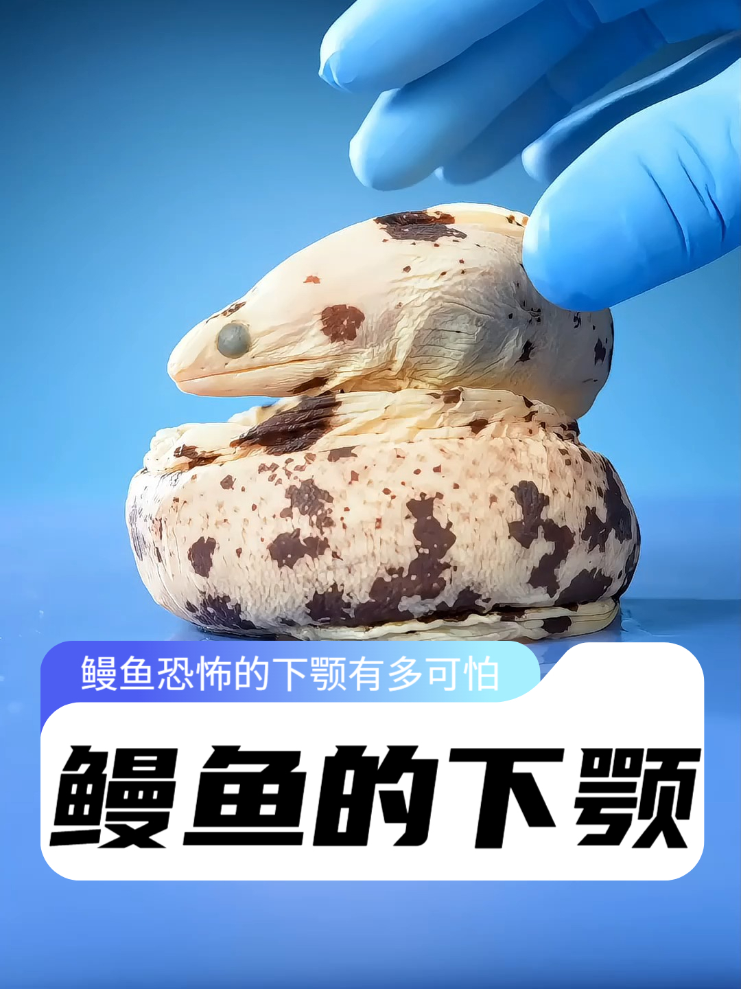 海鳗居然长了“两张嘴”?咽喉伸出一套恐怖牙钳,猎物根本逃不掉
