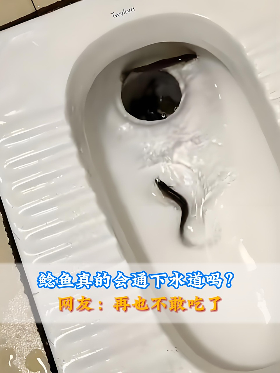 鲶鱼真的会通下水道吗？看完让人脊背发凉，网友：再也不敢吃了